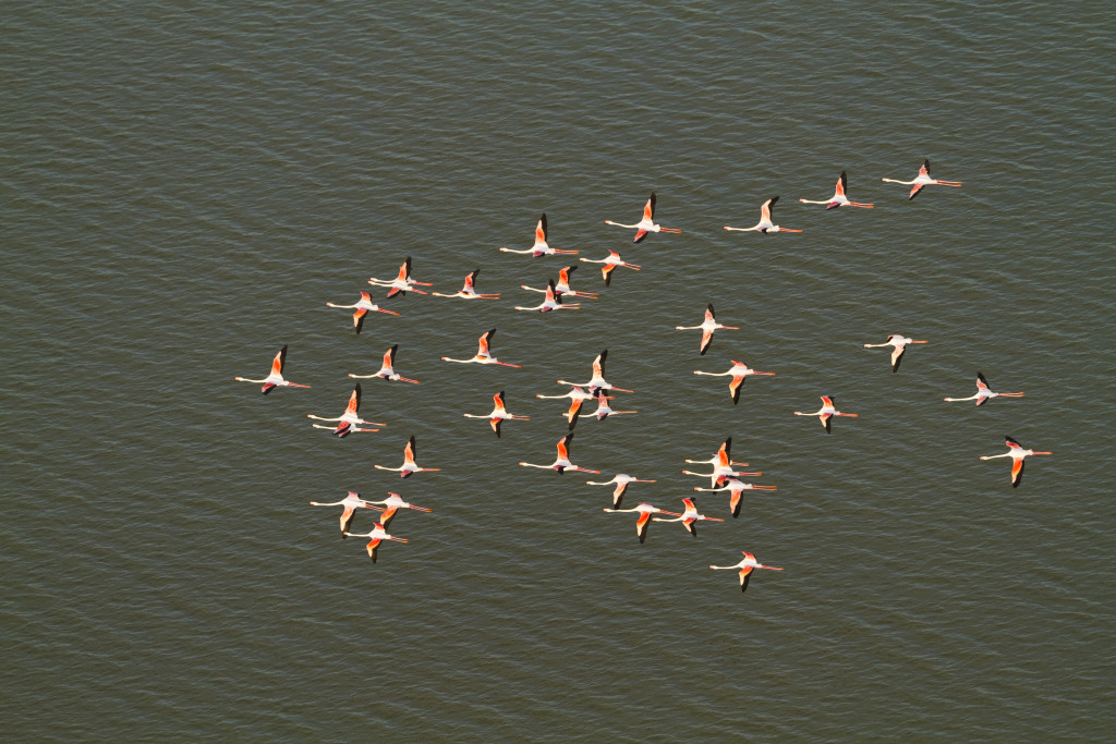 Flamant rose