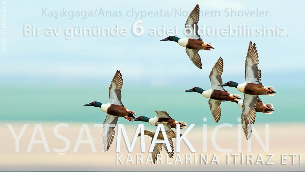 mustafa2