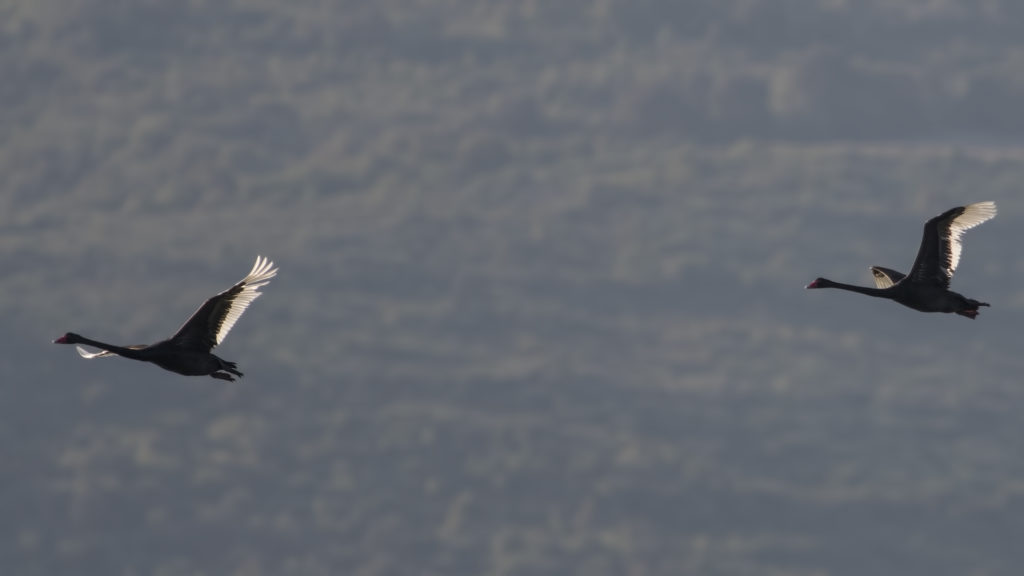 Fotoğraf: Alper Tüydeş