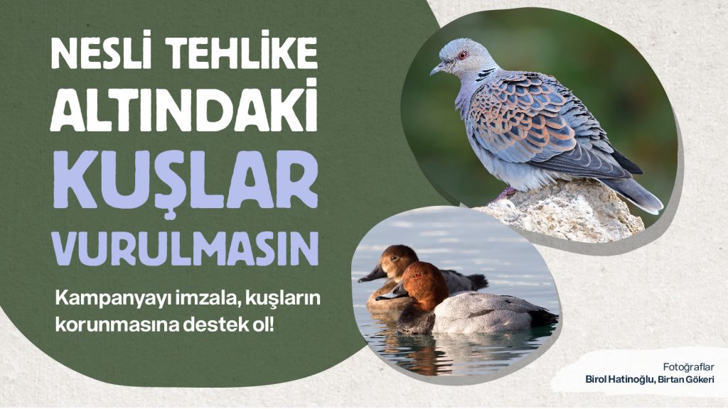 Nesli Tehlike Altındaki Kuşlar Vurulmasın